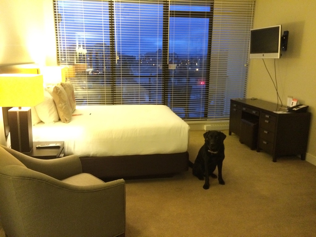 oswego_dog_friendly